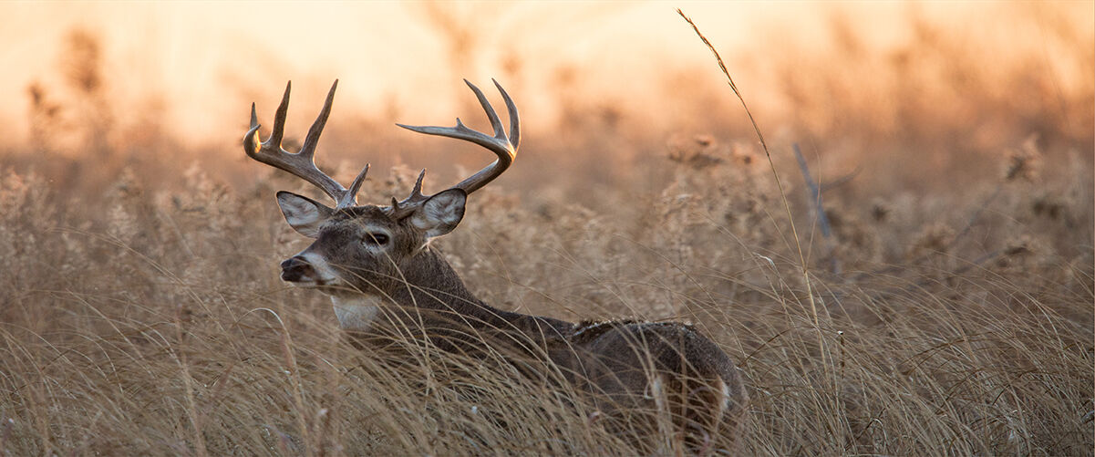 deer in field